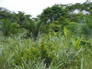 farming-is-farming-3