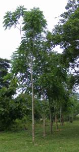 The trees at the school yard - 4 years of growth 