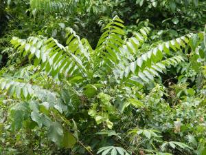 A cederella which has grown through the canopy