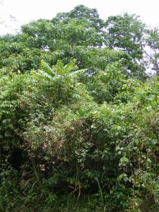 This is the forest that it grew through