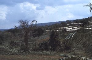 Akosomobo 1971